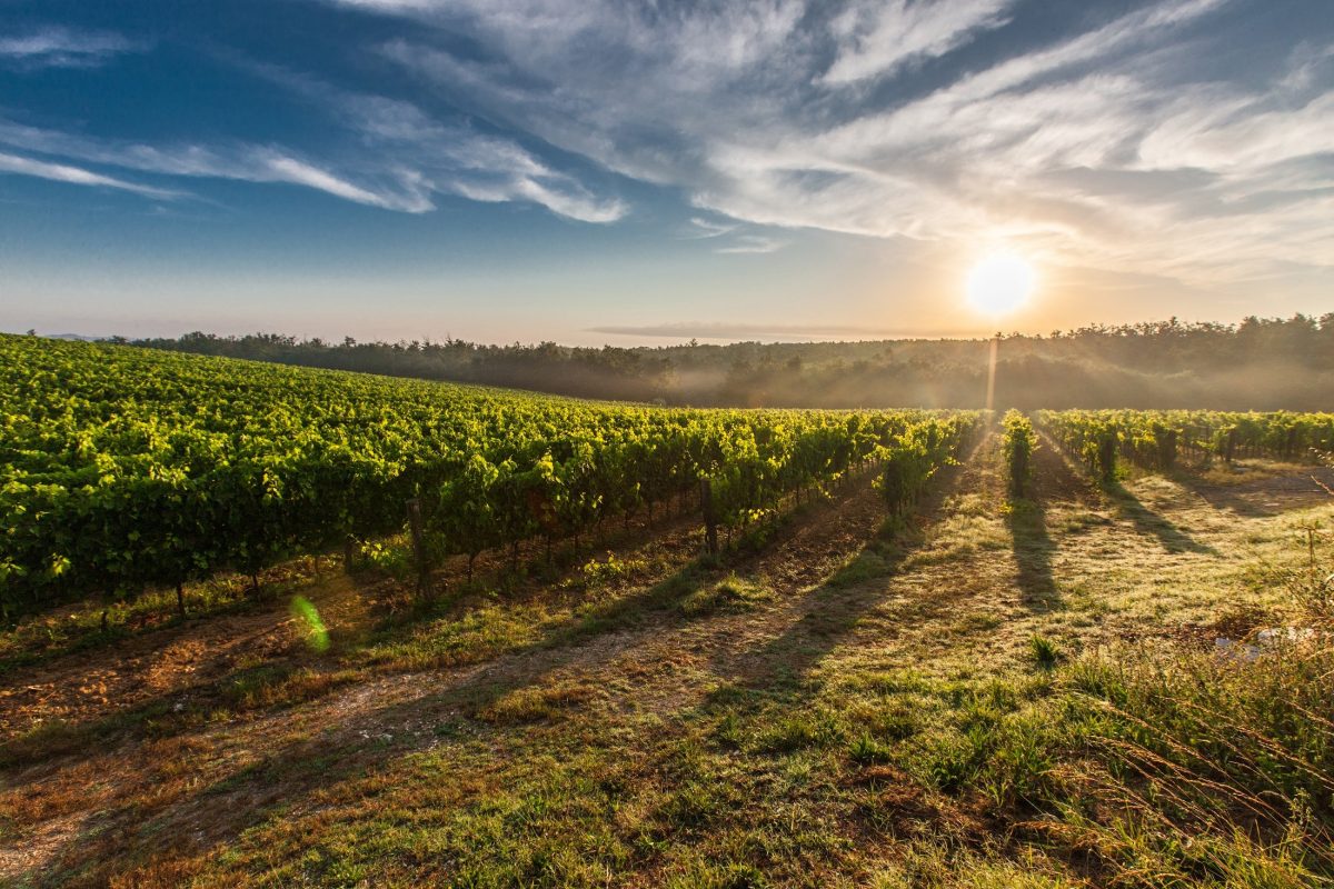 Planejamento sucessório do Produtor Rural: doação ou venda das quotas da Holding Rural?